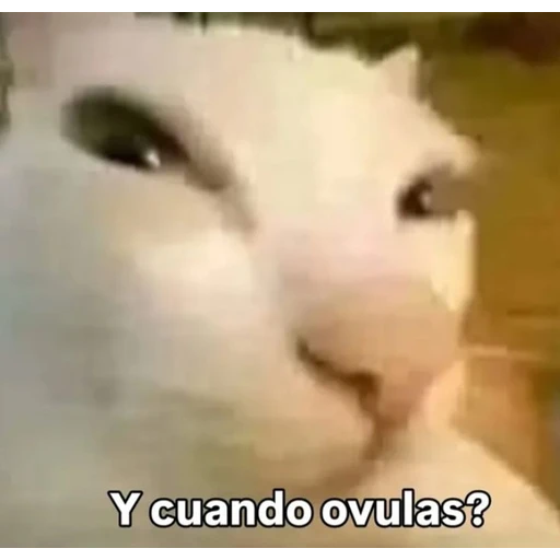 Sticker: Gato preguntando cuándo ovulas