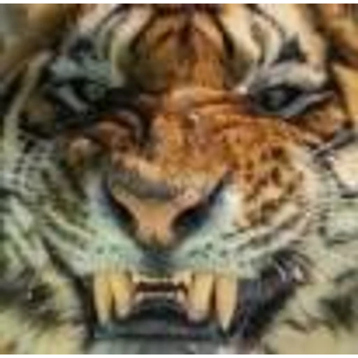 Figurinha: Tigre feroz