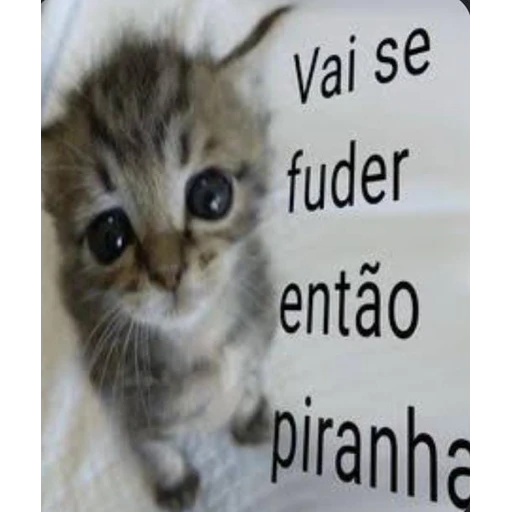 Figurinha: Gatinho bravo