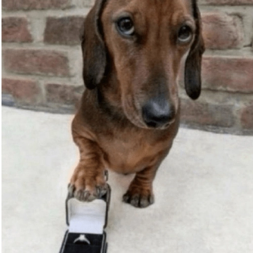 Figurinha: Pedido de casamento do doguinho