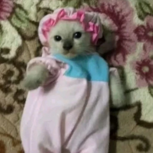 Figurinha: Gatinho de Bebê