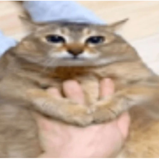 Figurinha: Gato fofo com cara de quem não quer nada
