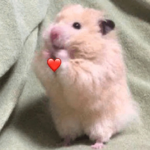 Figurinha: Hamster com Coração