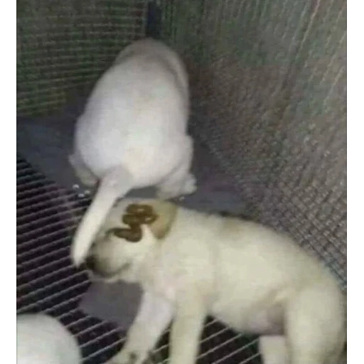 Figurinha: Cachorrinho azarado