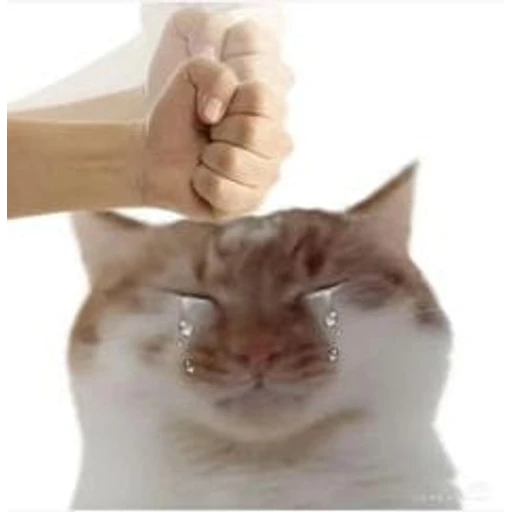 Figurinha: Gato chorando