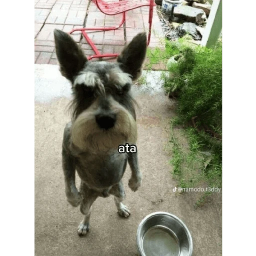 Figurinha: Ata