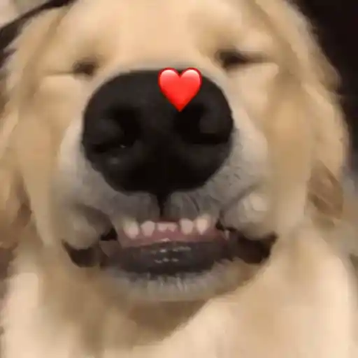 Figurinha: Cachorro fofo com coração