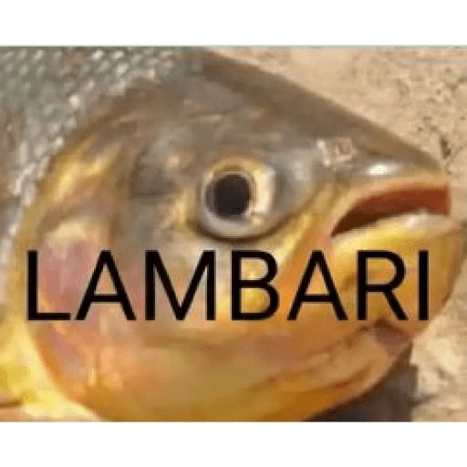 Figurinha: Lambari