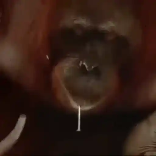 Figurinha: Orangotango pregando