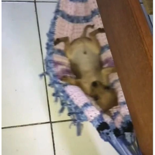 Figurinha: Cachorro fofo deitado na rede