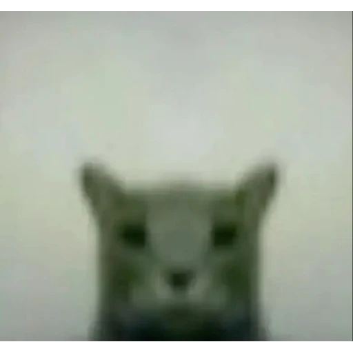 Figurinha: gato engraçado olhando