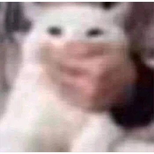 Figurinha: Gato confuso