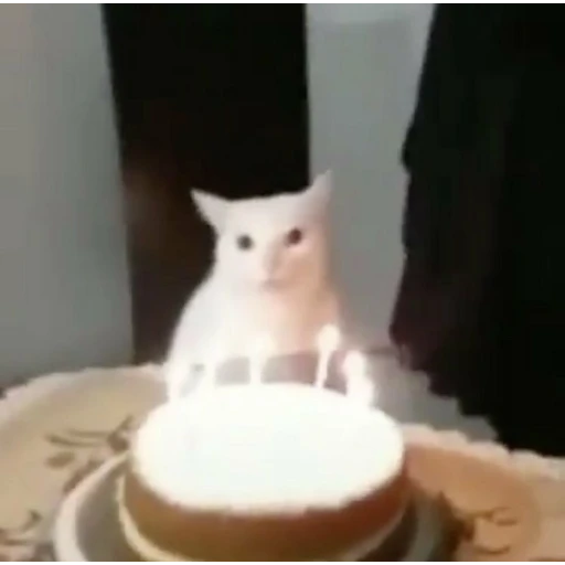 Figurinha: Gato no aniversário
