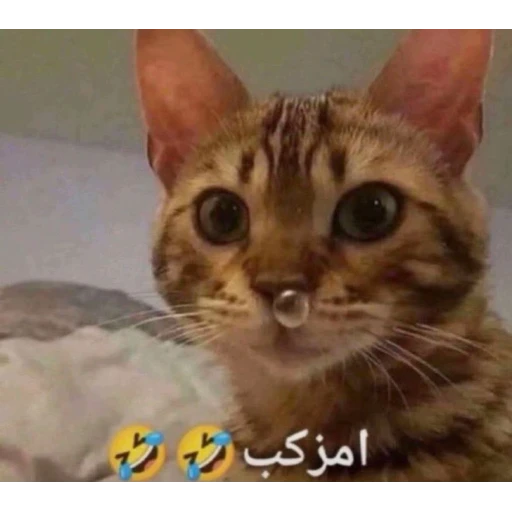 Figurinha: Gato com bolha