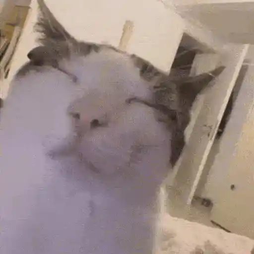 Figurinha: Gato Fofinho Fazendo Carinha