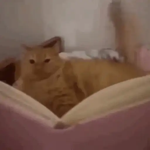 Figurinha: Gatinho Estudioso