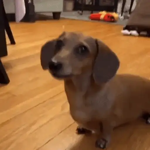 Figurinha: Cachorrinho fofo pedindo atenção