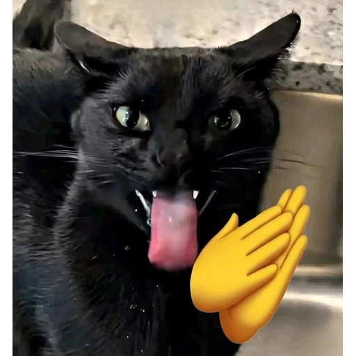 Figurinha: Gato aplaudindo