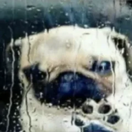 Sticker: Pug triste