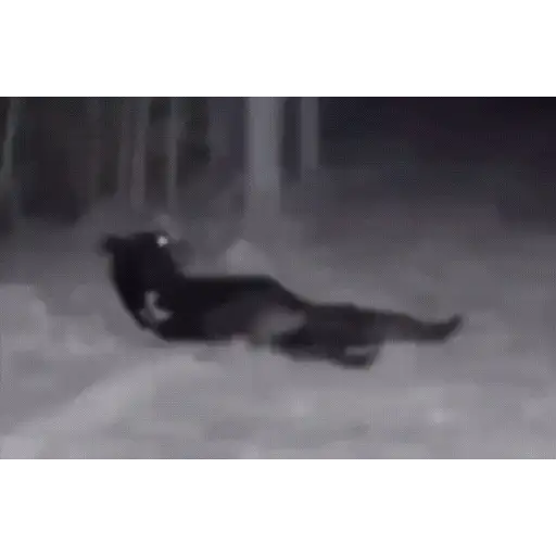 Sticker: Bear playing in snow