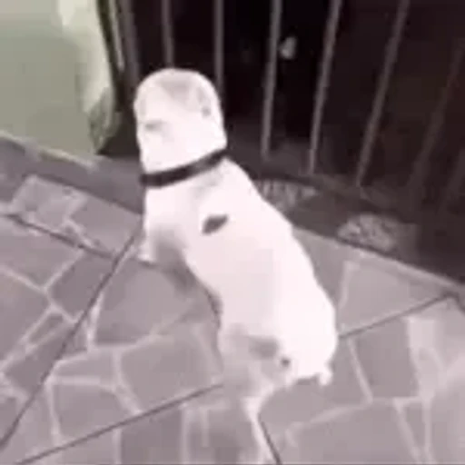 Sticker: Perro bailando