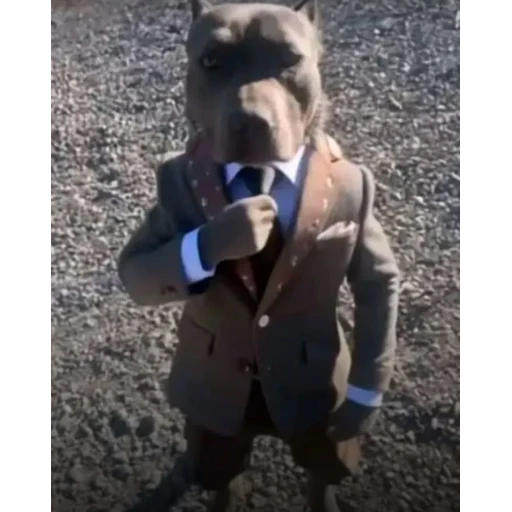 Figurinha: Pitbull de terno